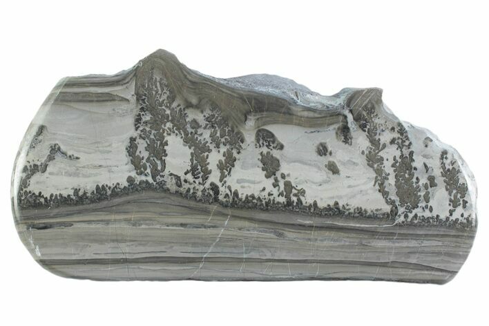 Triassic Aged Stromatolite Fossil - England #365673